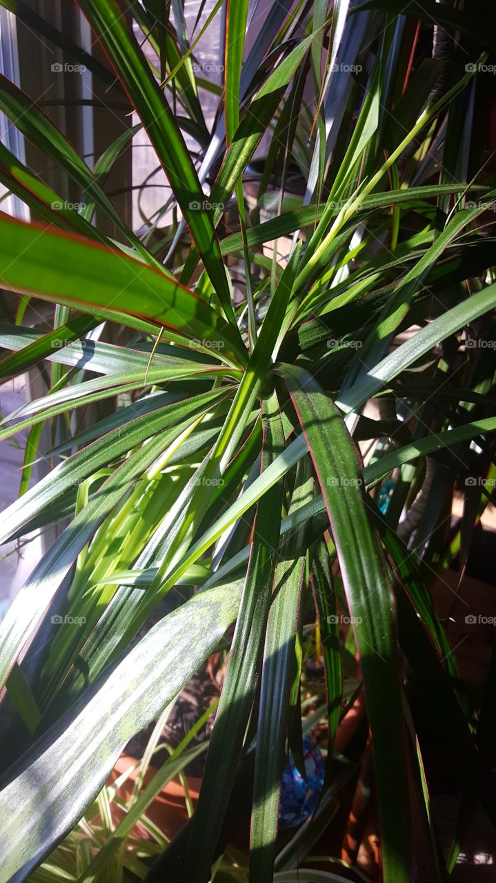 plant basking in sunshine