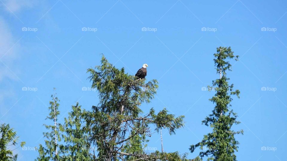 American bald eagle