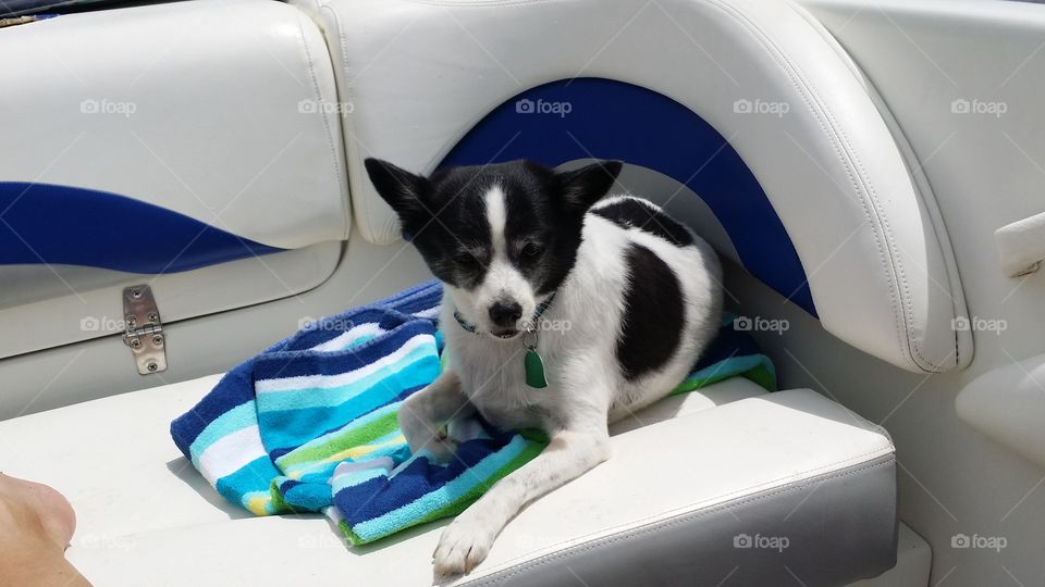 Mr Boo. my dog enjoying a boat ride