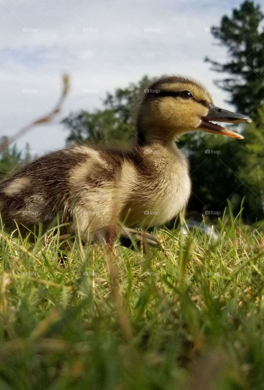 Adorable Baby Duckling With An Open Bill