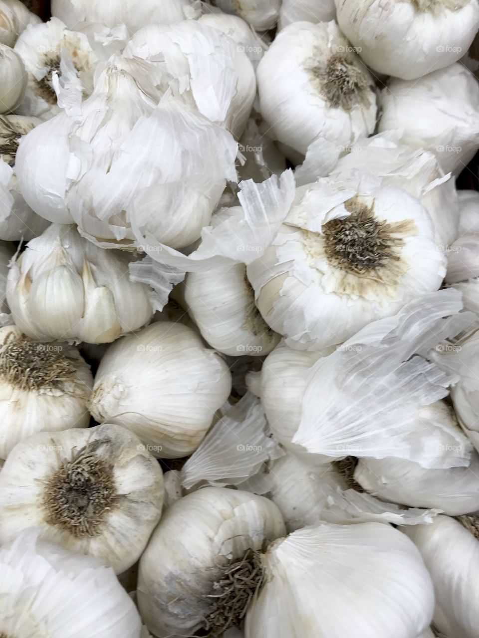 Garlic