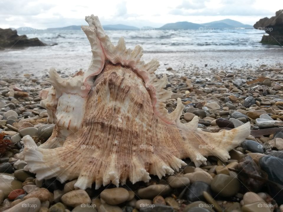 seashell in the seashore