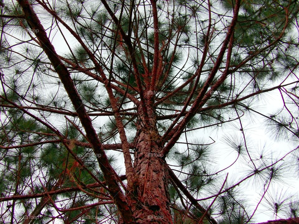pine tree