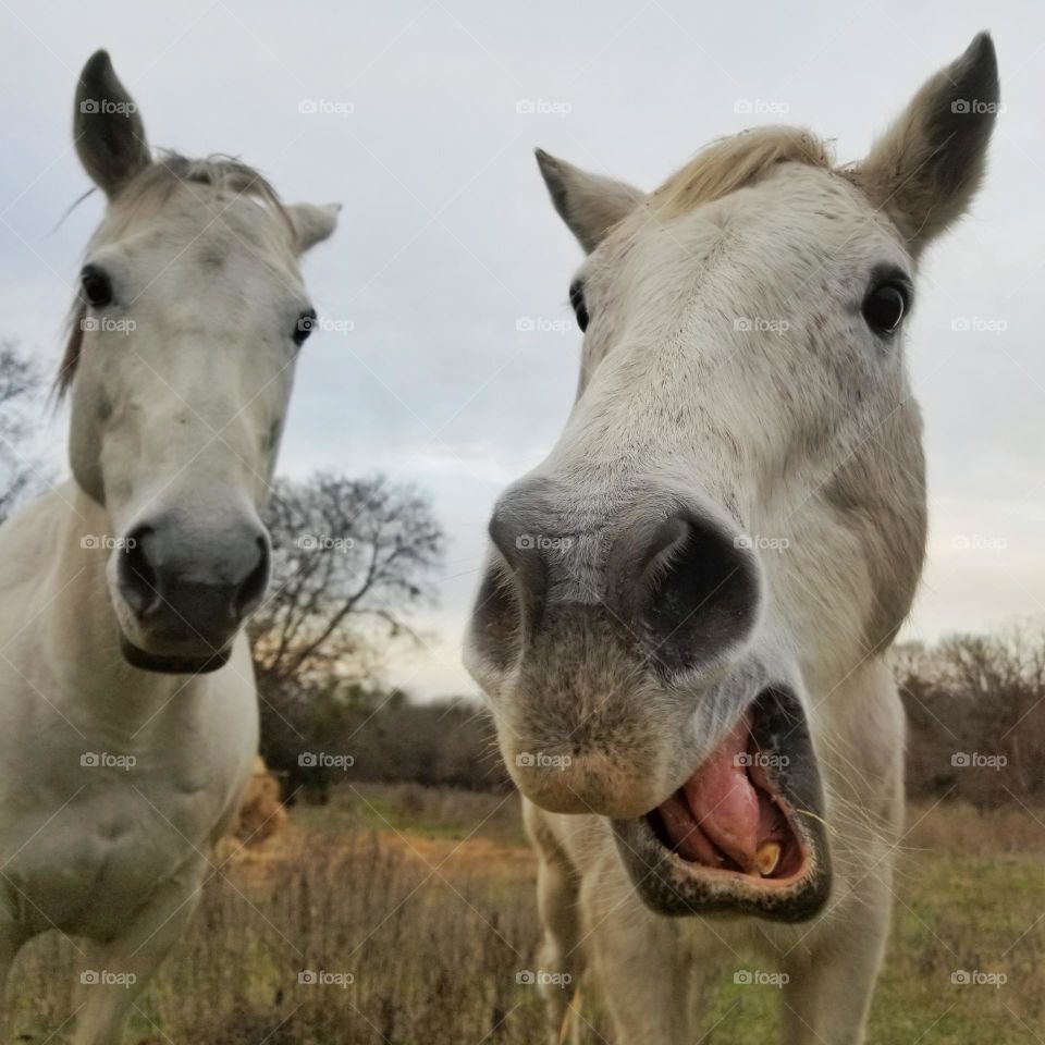 Is My Horse saying "Hey" as in Hello or More "Hay" Please It's winter here⁉️ 🐴🤣