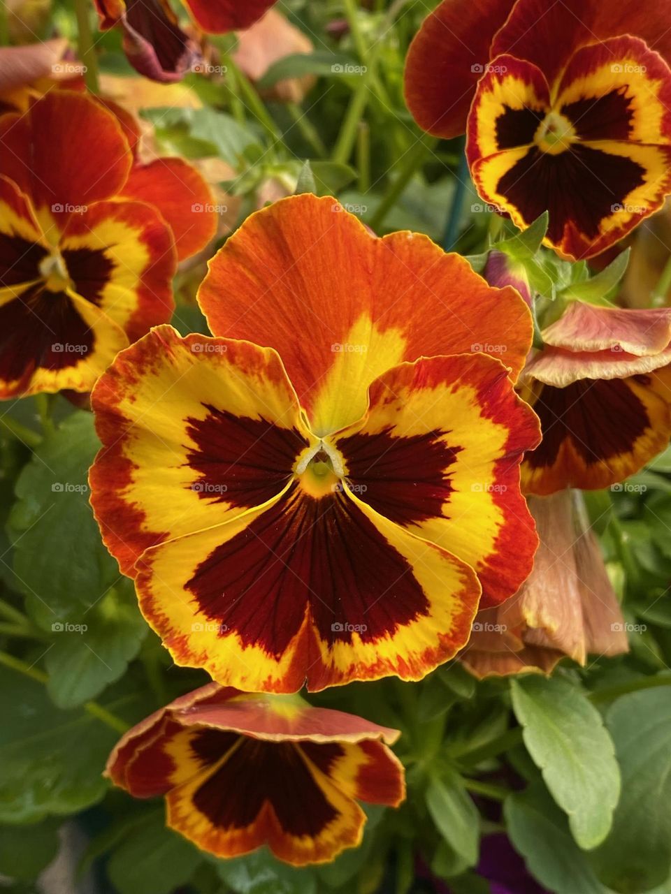 A Blooming multicolor flower 