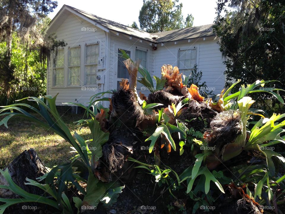 Lovely urban garden.