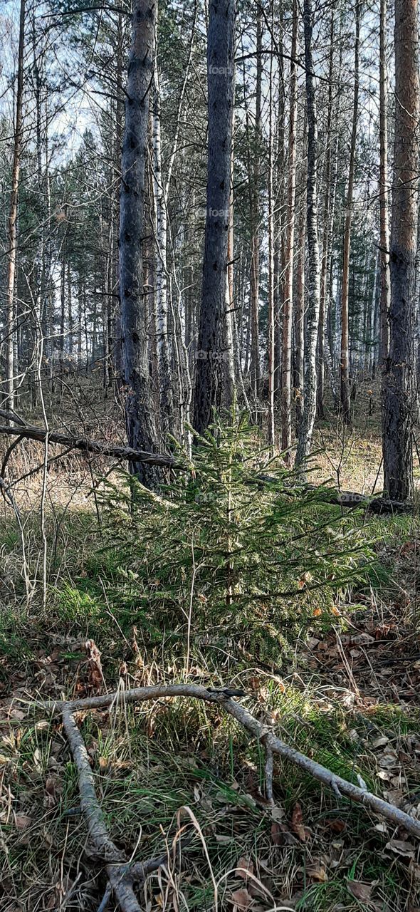 мпленькая елочка в лесу осенью
