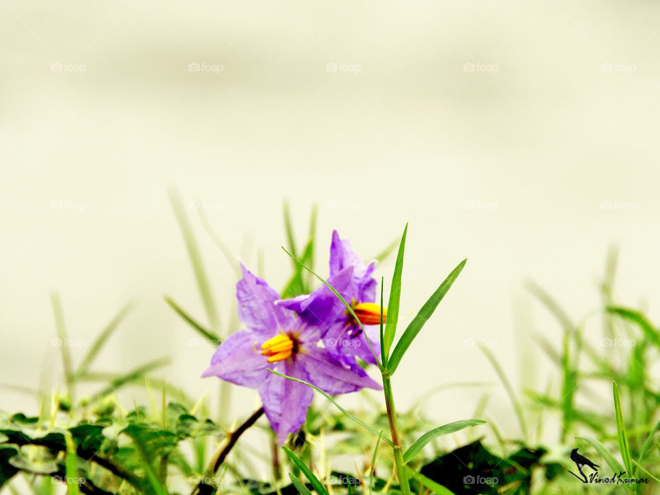 lovely flower#raining #roaming