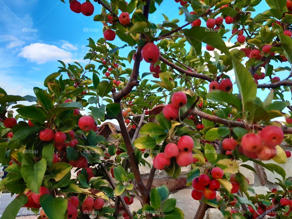 little red apples in Autumn