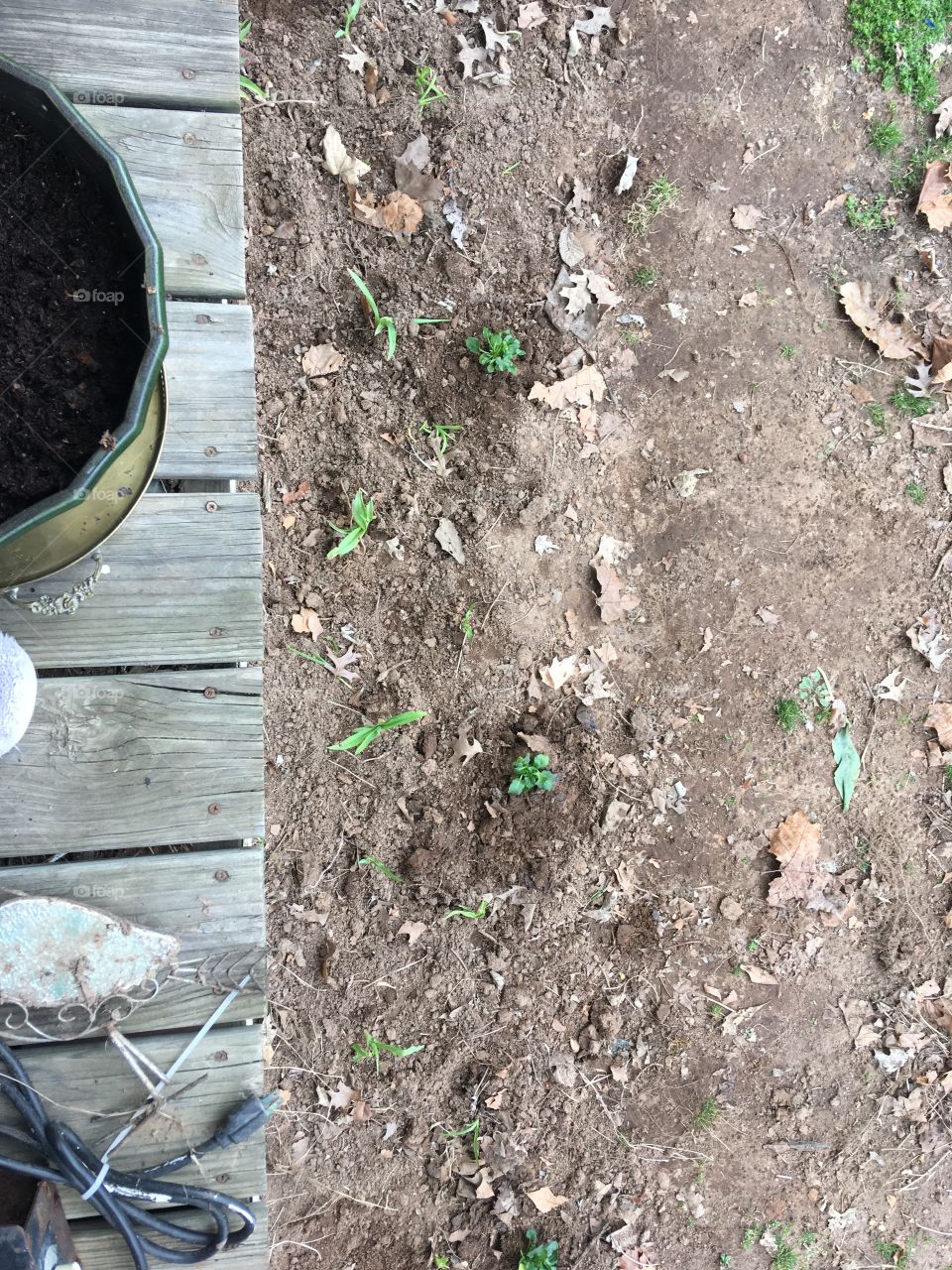 Last one in front had something growing not sure what I think they are day Lily’s!