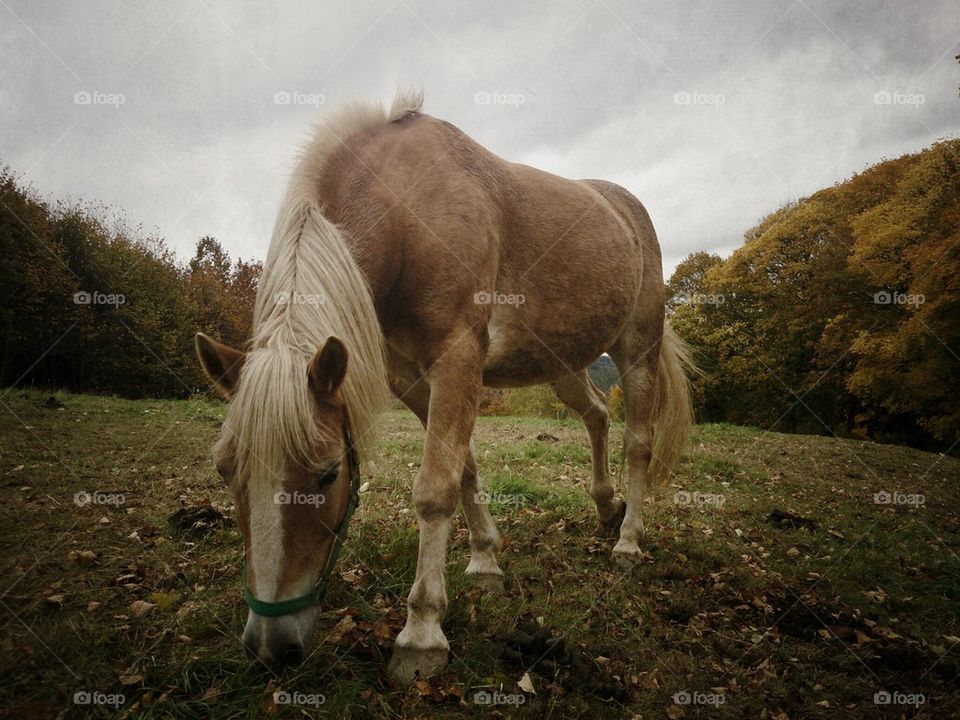 horse on autumn meadow