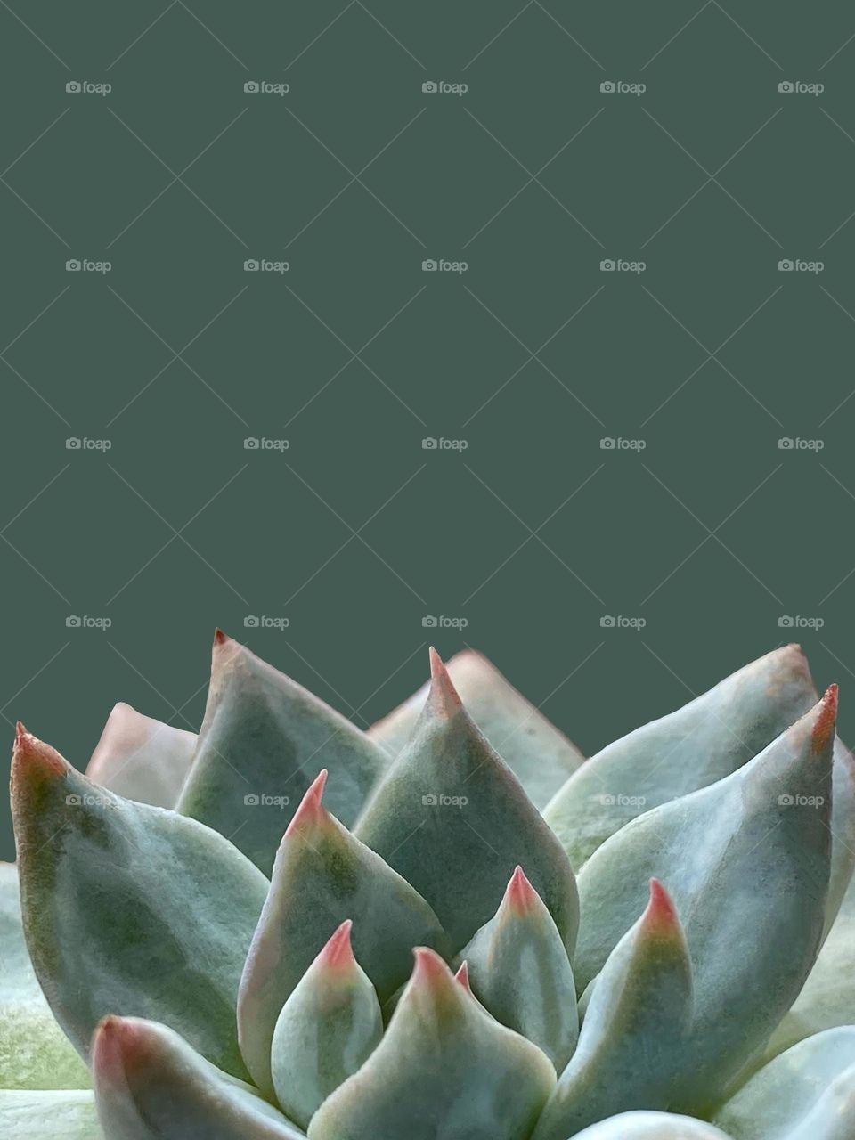 Backgrounds, copy space, succulent with green background 