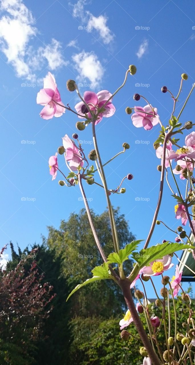 Fall Flowers