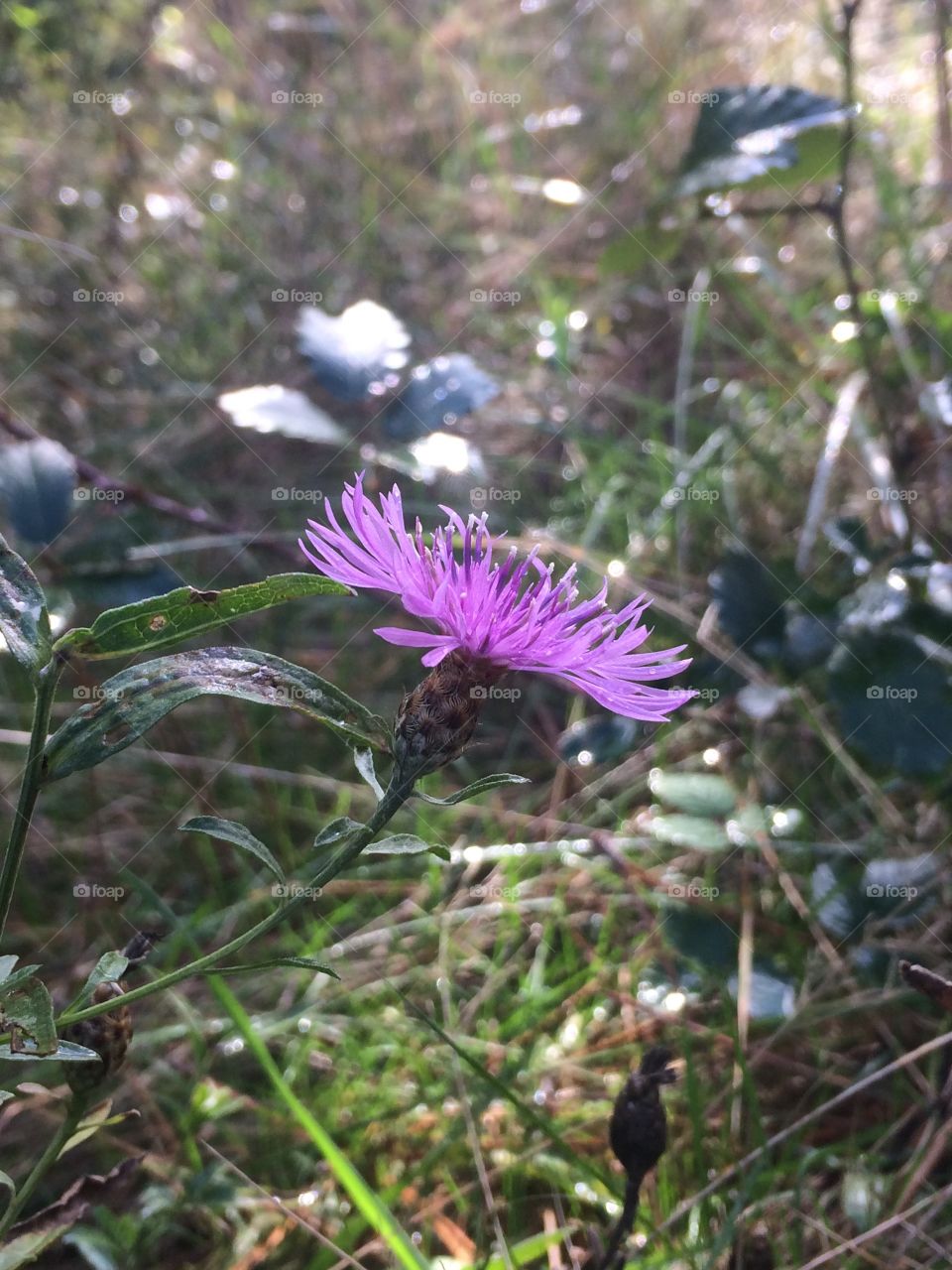 Purple flower in the woods