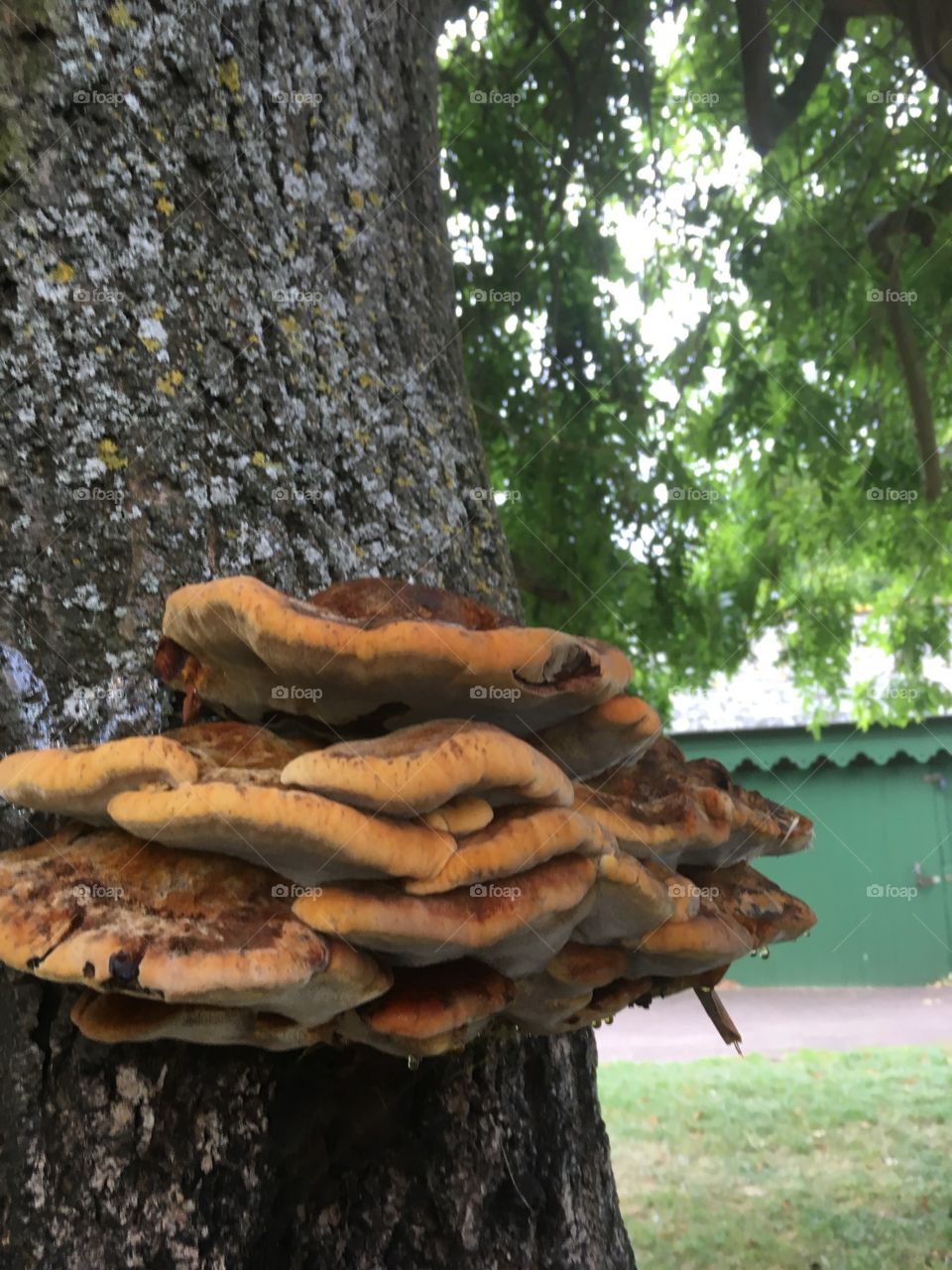 Mushrooms growing up a tree