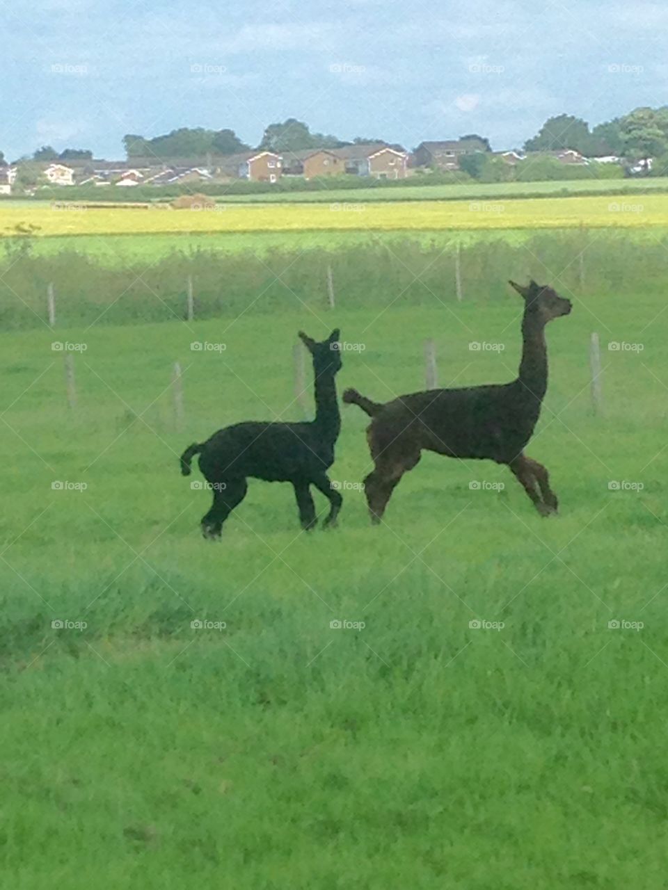   Alpaca mum and baby