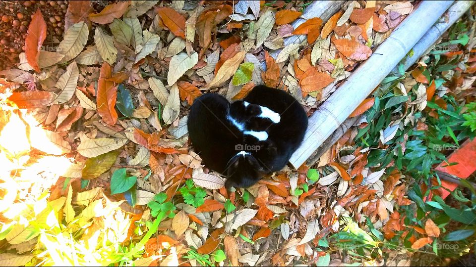 Two black cats forming a heart lying on fall leaves