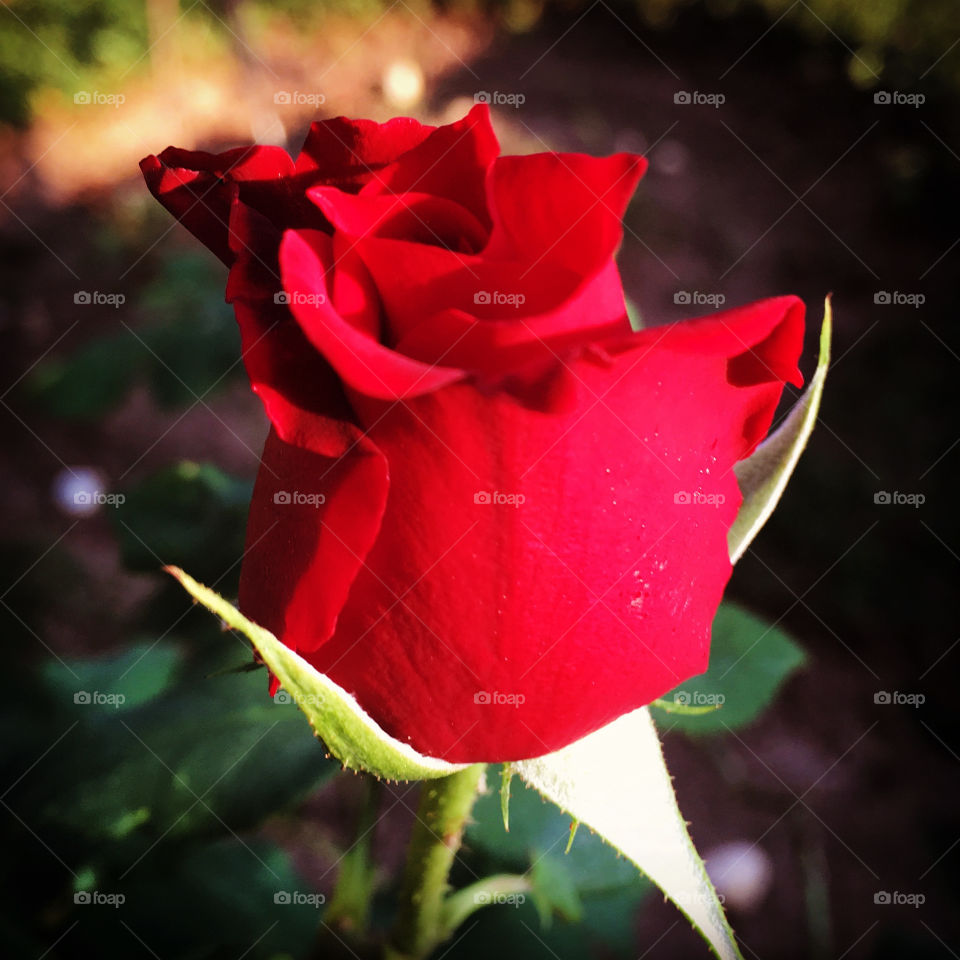 🌹 🇺🇸 Very beautiful flowers to brighten our day.  Live brazilian nature and its beauty. Did you like the delicate petals? / 🇧🇷 Flores muito bonitas para alegrar nosso dia. Viva a natureza e sua beleza. Gostaram das pétalas delicadas? 