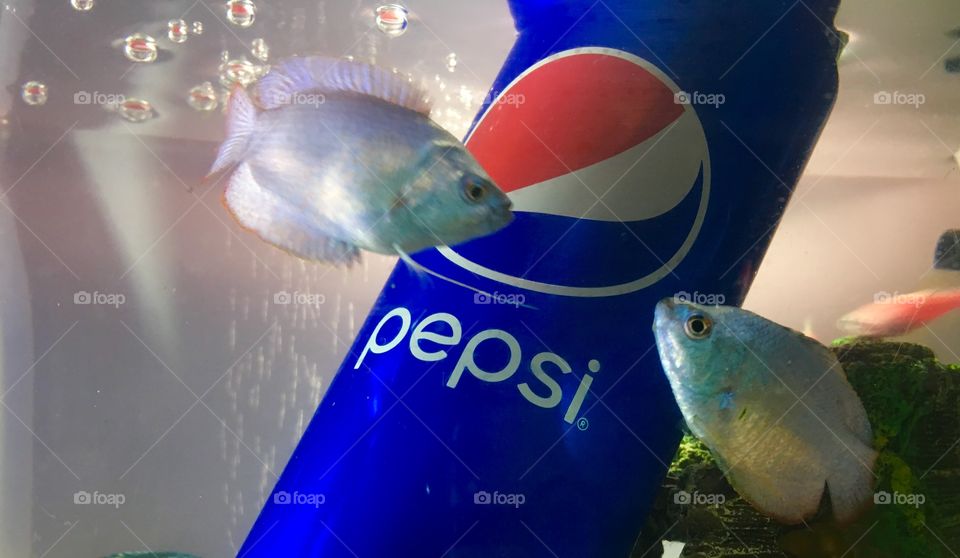 Fishes love with Pepsi