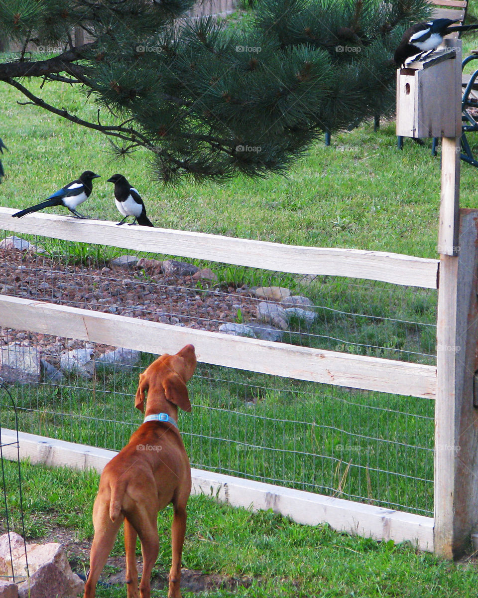 Viszla watches 3 birds on fence