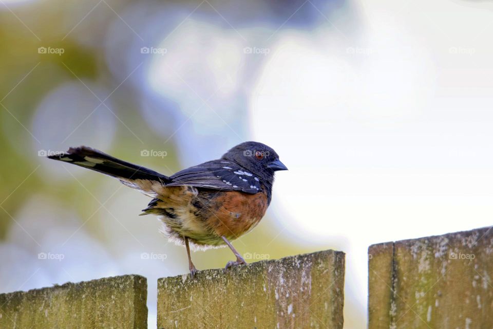 on the fence