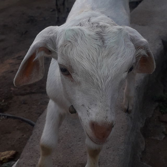 like this goat image