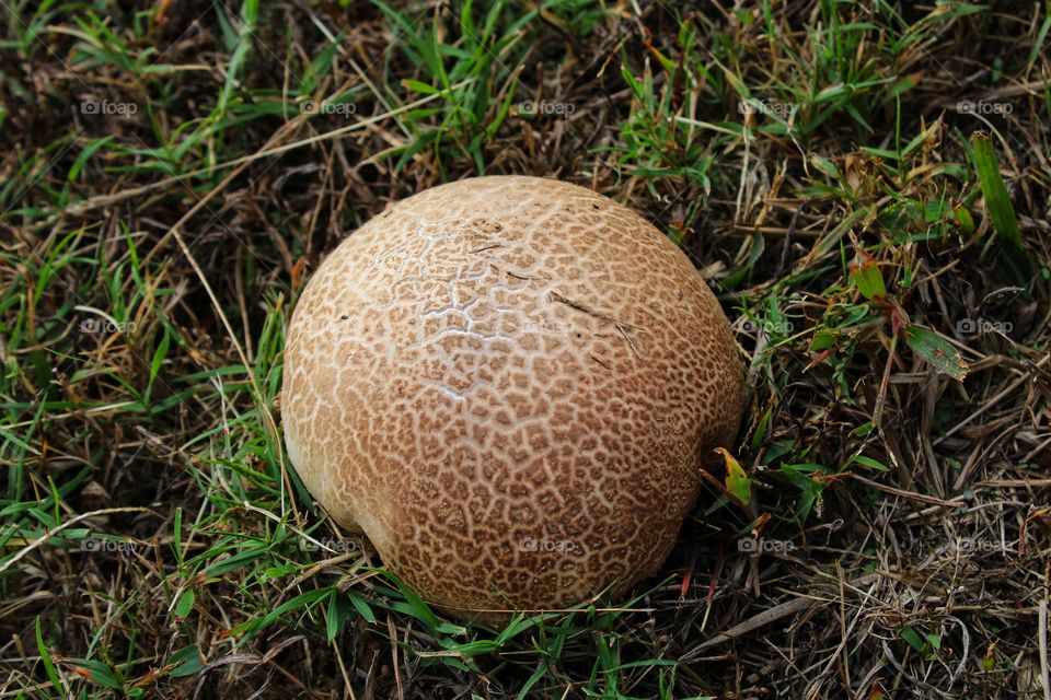 Mushroom