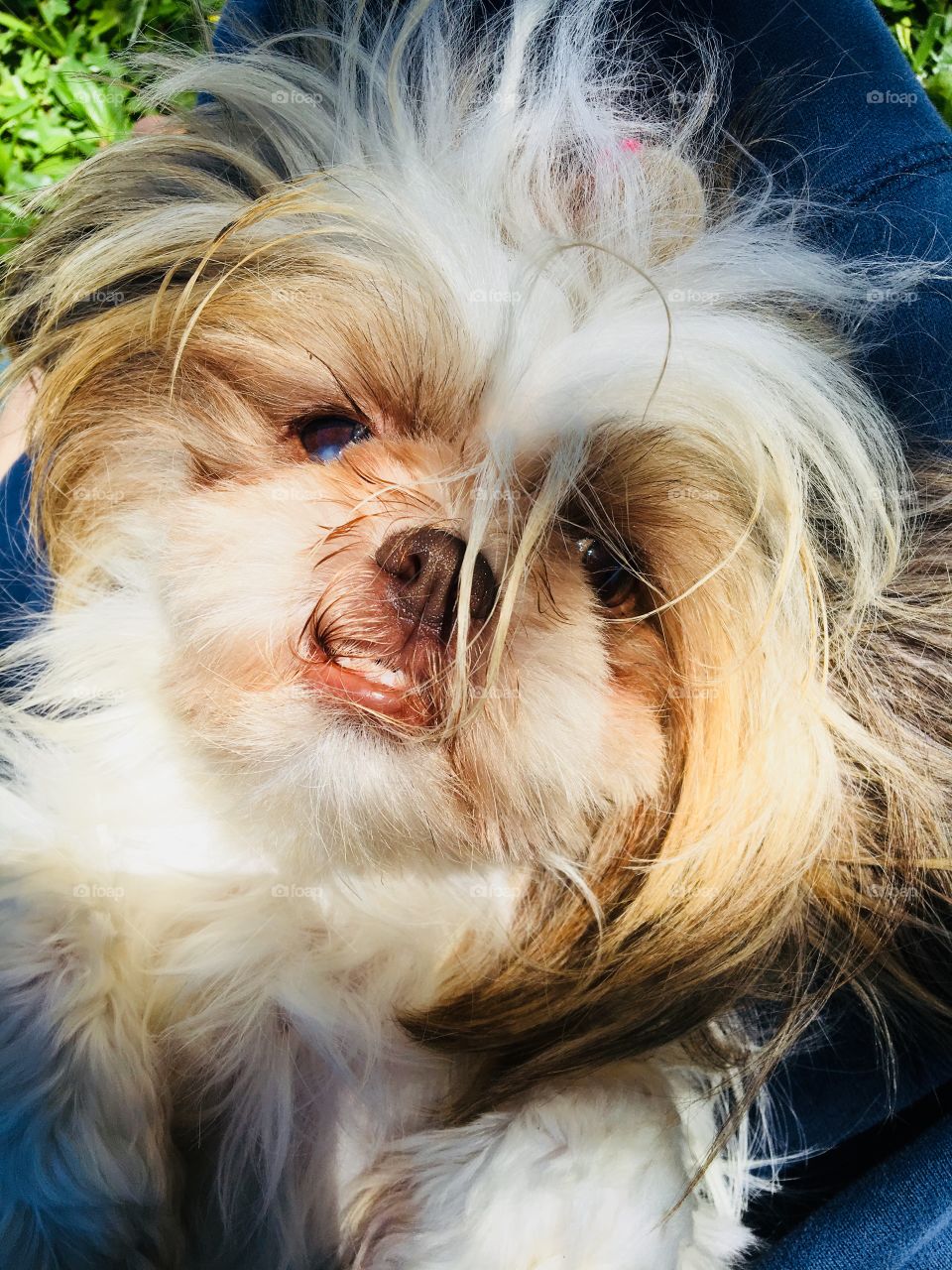 This My little Tucka