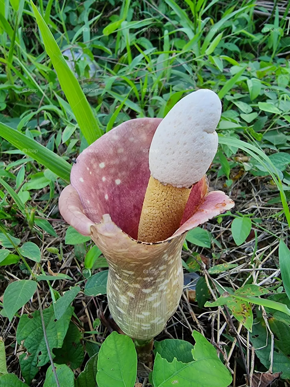 Wild flower