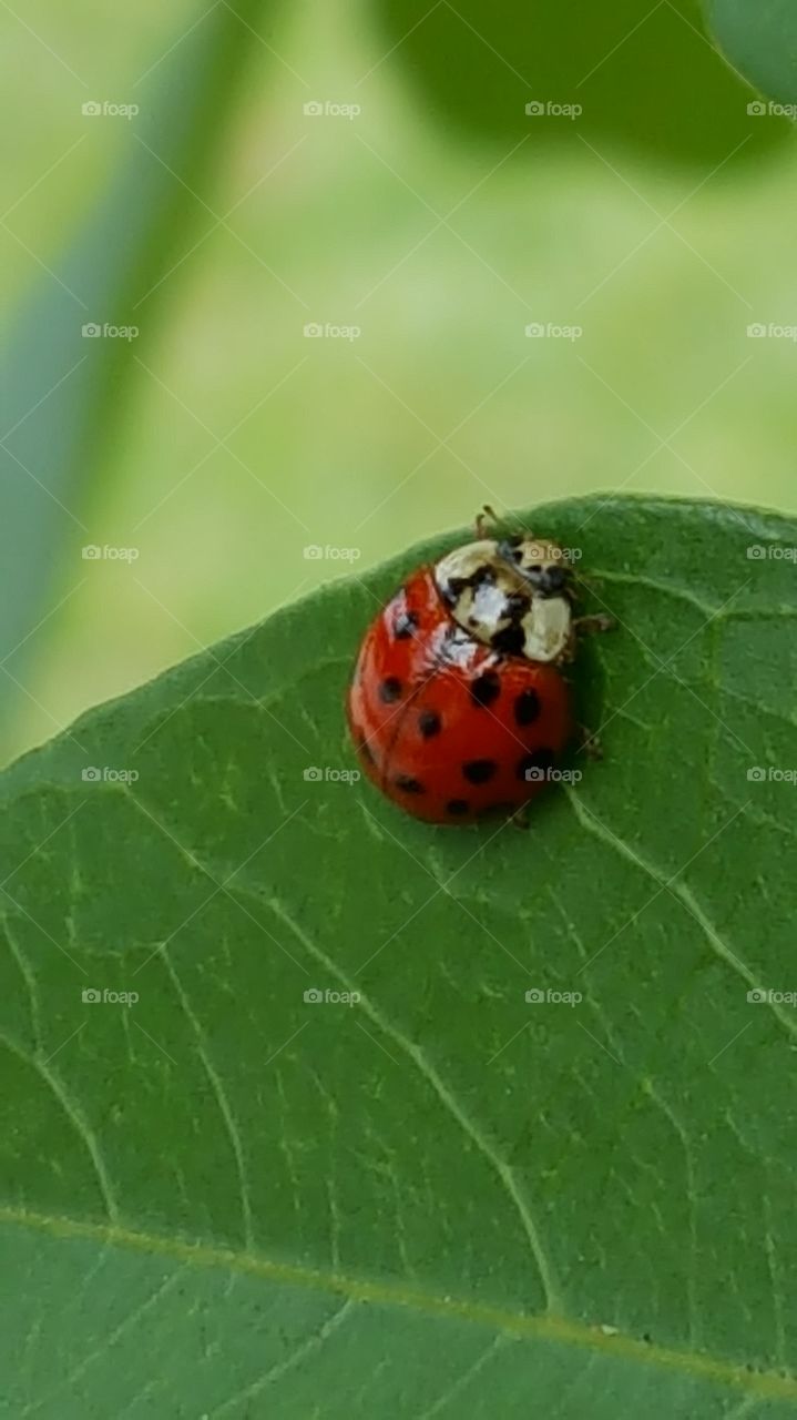 ladybug