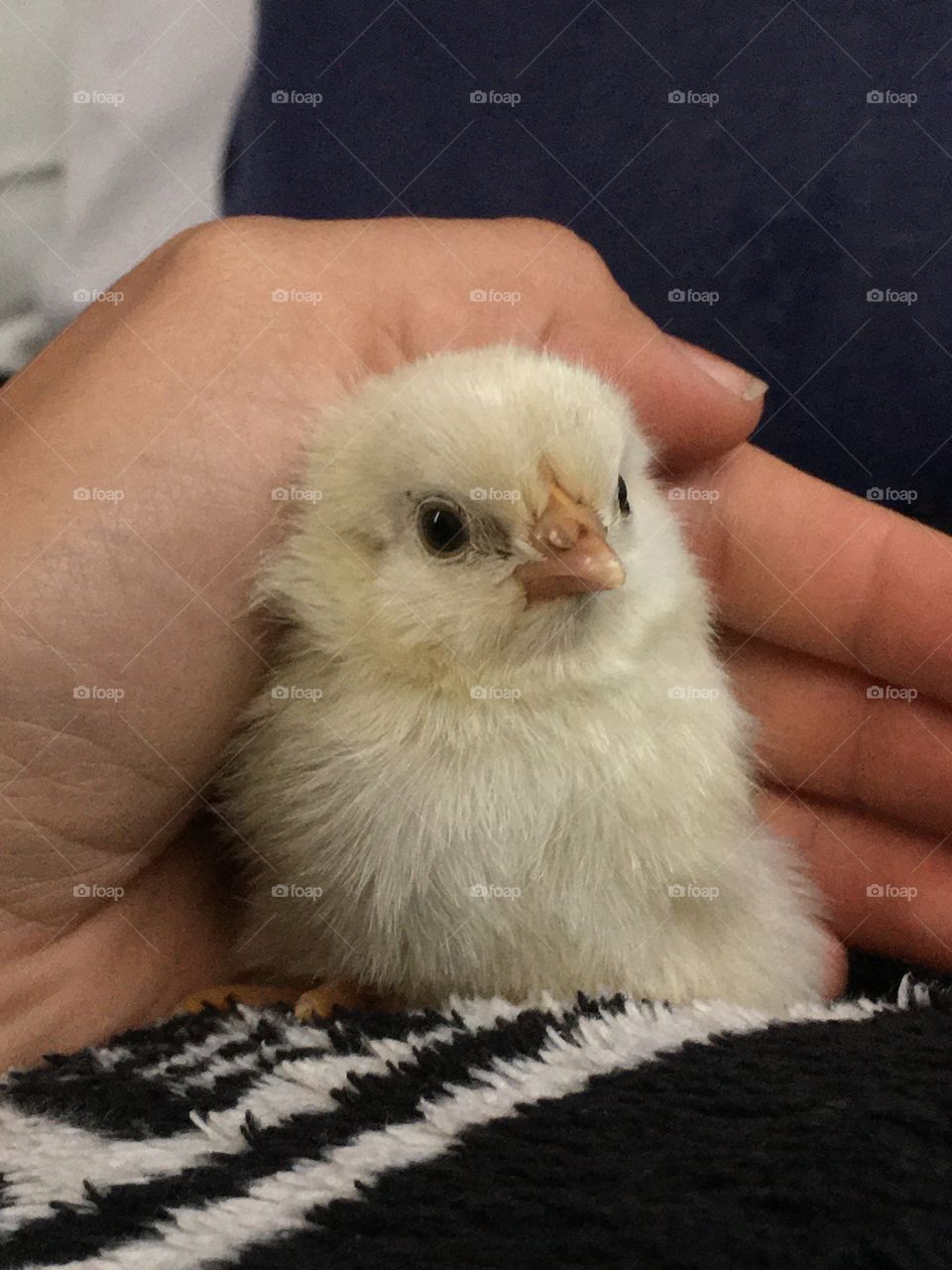 Cute chicken