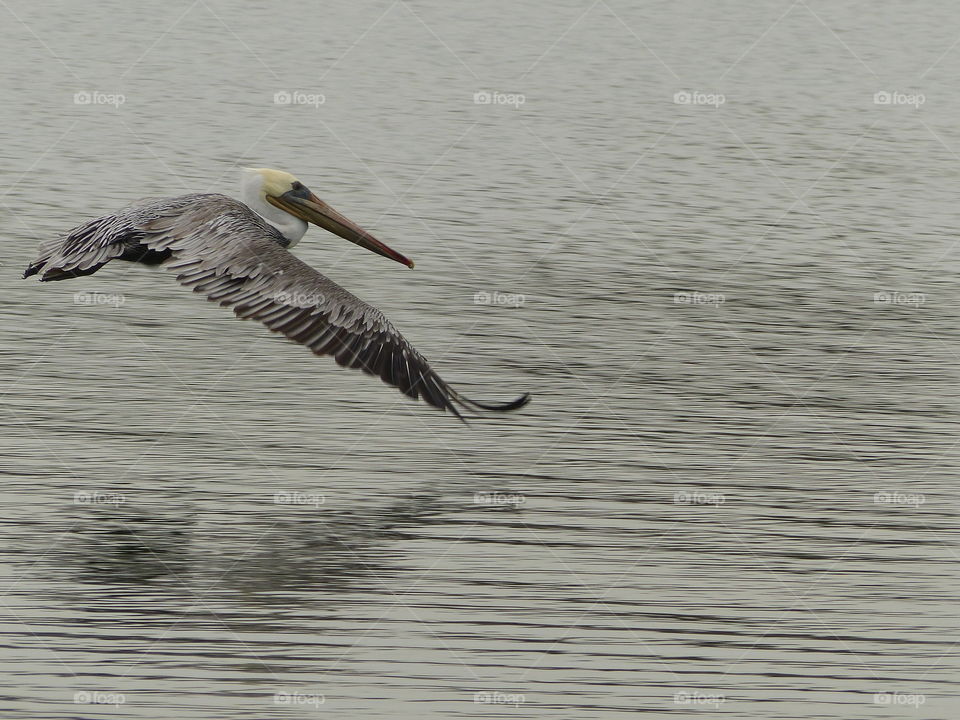 Pelican in flight in shades of gray 