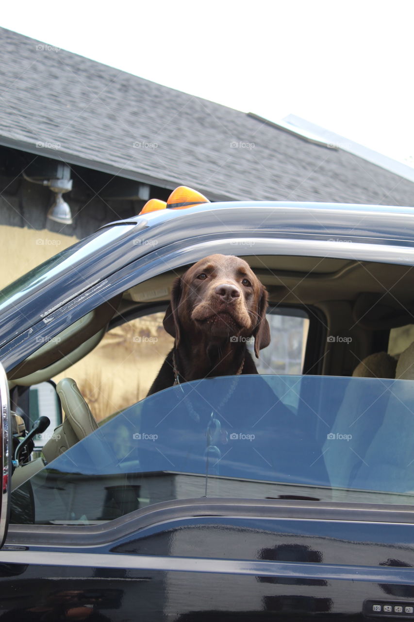 Animals in our daily life 