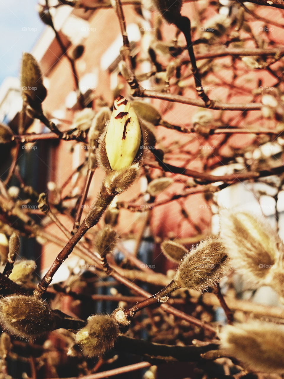 Magnolia stellata buds