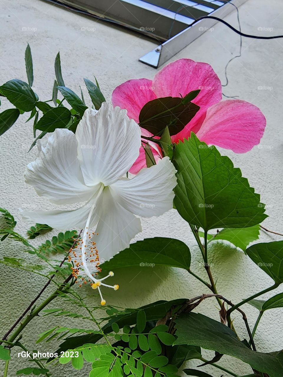 favorite colors red and white petals