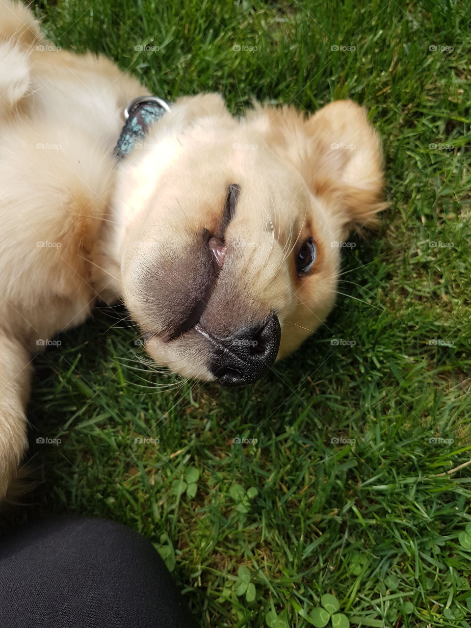 Shark selfie! I have mean looking teeth to bite you with! Wait... what happened to my ear, it disappeared again?”