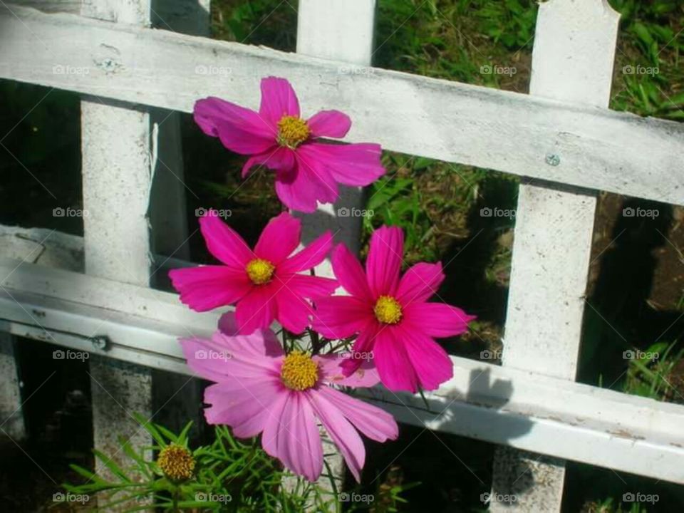Flowers peeking through fence