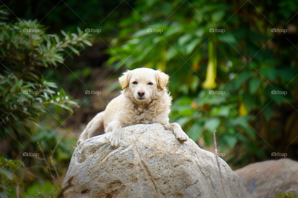 nature outdoor dog trees by kbuntu