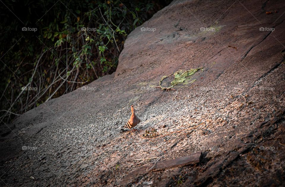 A hoopoe is on the rock 🪨