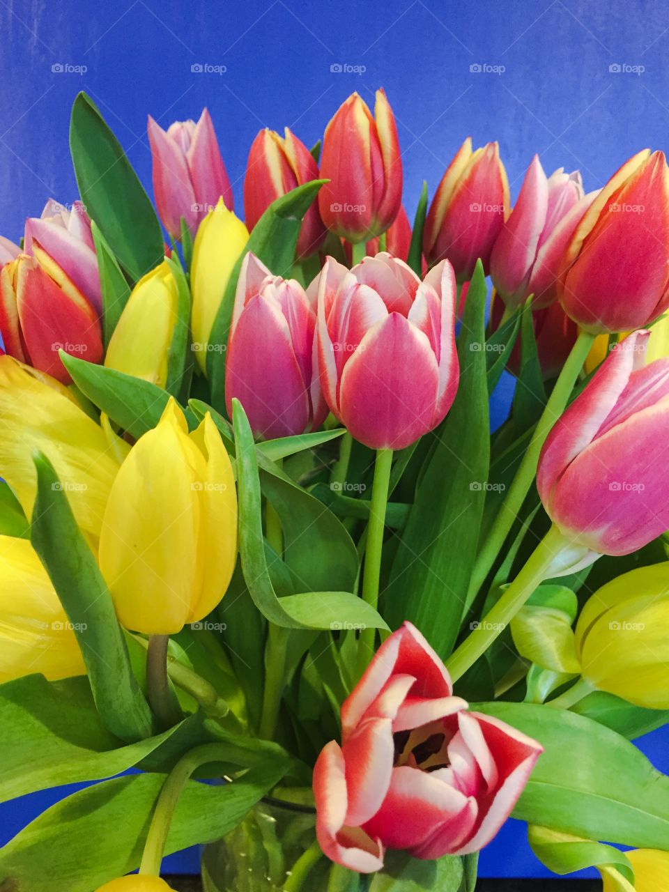 Tulips. Pretty bouquet of spring tulips