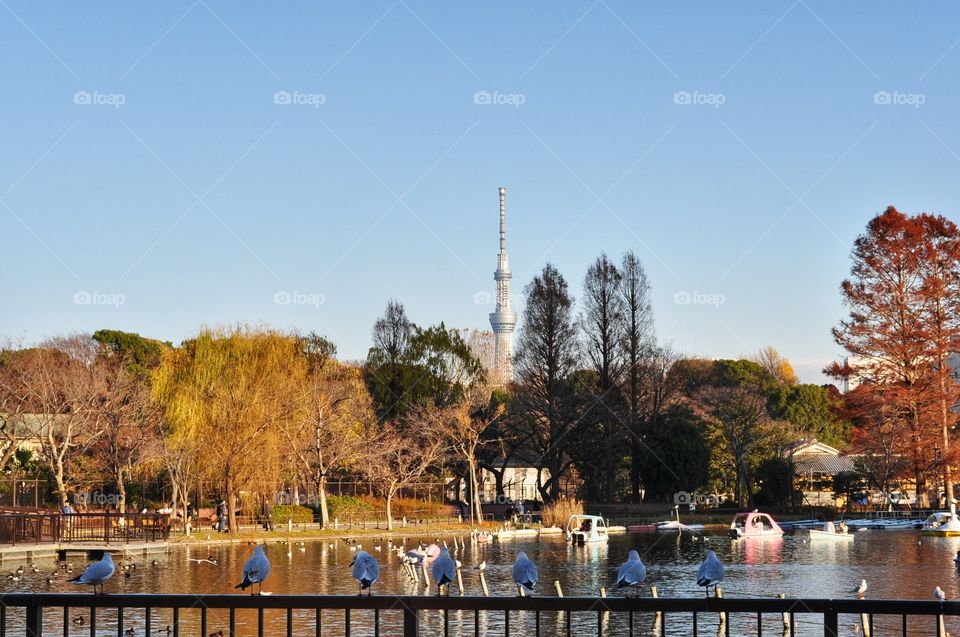 view of Tokyo skytree from Sinobazu pond, Ueno park,  Tokyo, Japan