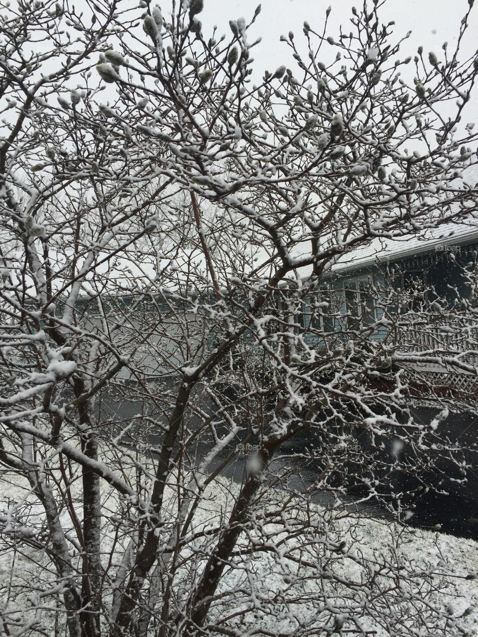 4th day of spring in Illinois. Snow and flower buds. 