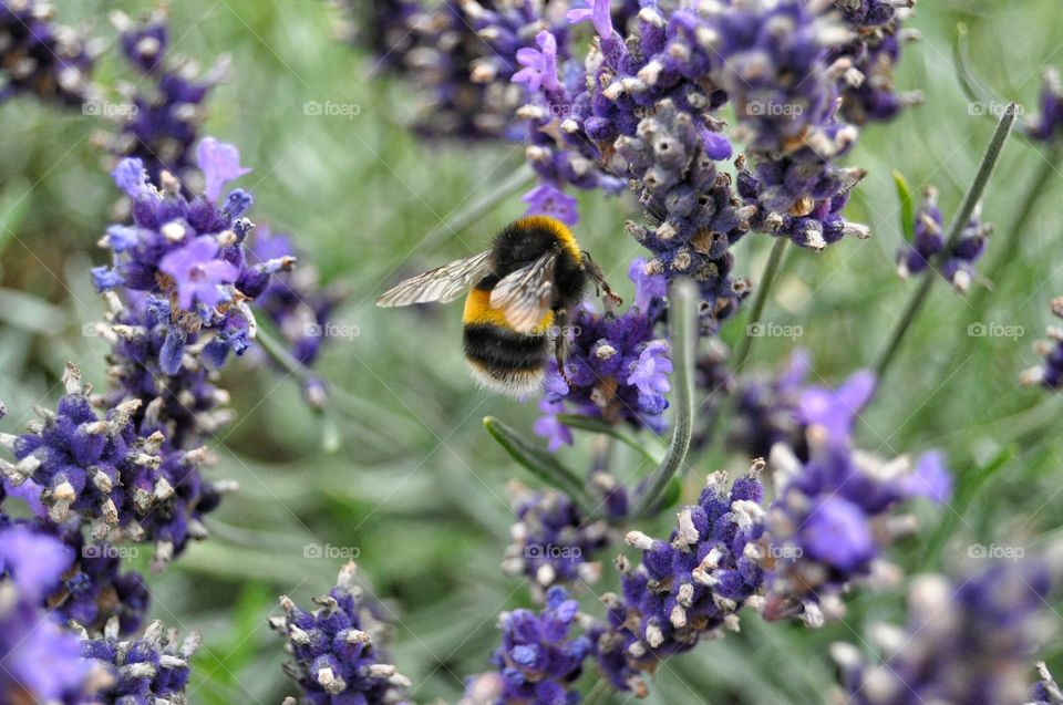 bee and flowers