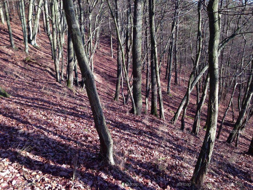 Trees and big shadows