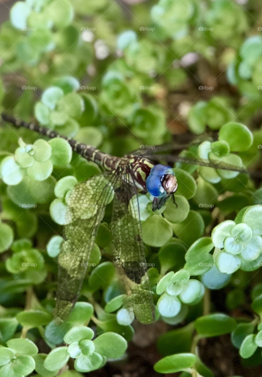 Dragon fly resting 