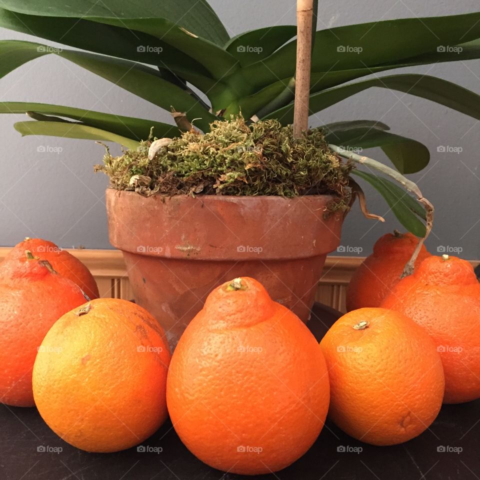 Food, Fruit, No Person, Leaf, Tropical