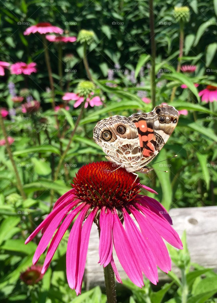 Coneflower and Butterfly 