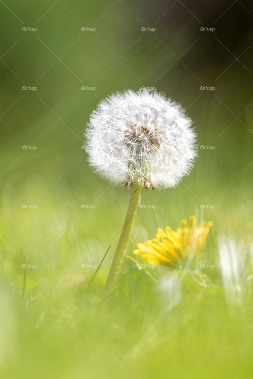 a macro portrait of a white blooming dandelion standing in the green sea of grass in a lawn. the fluffy ball is full of seeds.