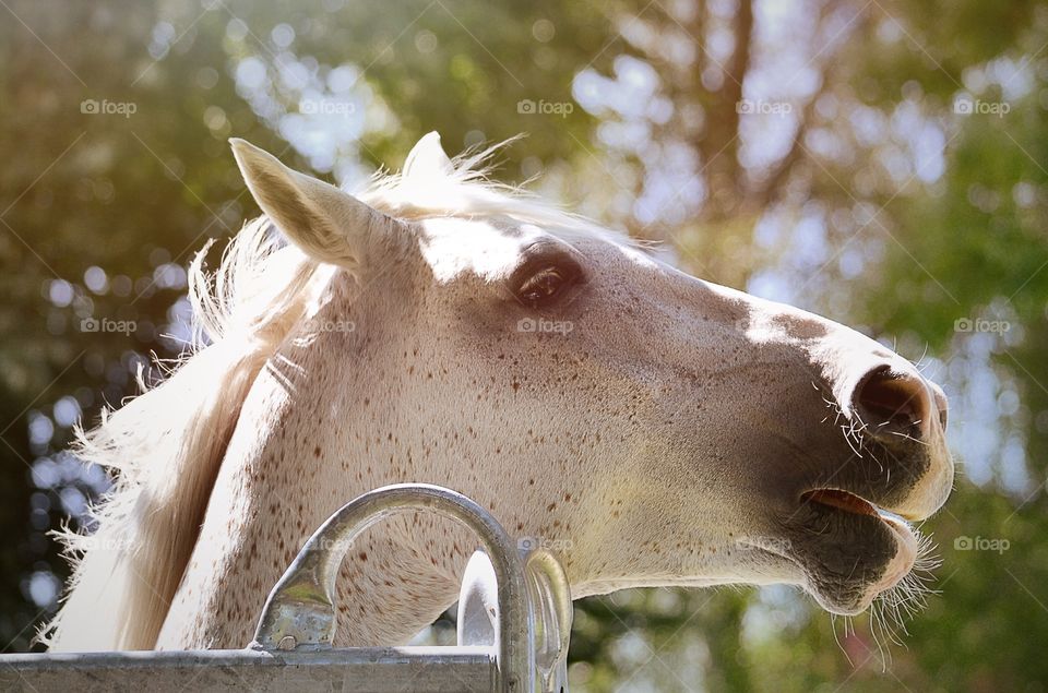 Close-up of white horse