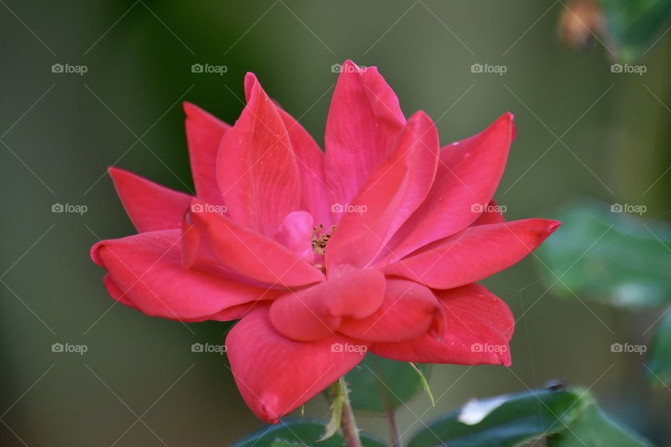 How does  your garden grow?